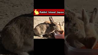 Rabbit gone in an instant #rabbit #bunny #shorts