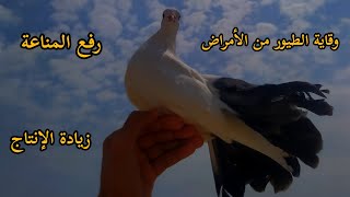 إزاي ارفع مناعة طيوري و أزيد إنتاجهم ؟! (خلطة مهمة جداً للطيور في الفترة دي‼️)