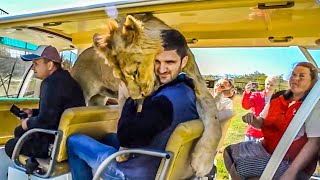 LION HOTLY MET A MAN