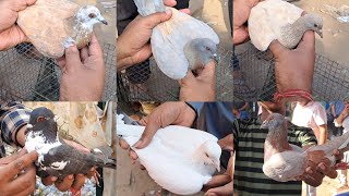 Jama Masjid kabootar Market Delhi🕊13-10-2024 part-2 🕊kabutar Market Delhi