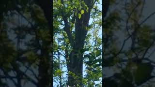 Pileated woodpecker climbing tree