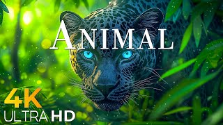 ADVENTURES IN THE FOREST 4K UHD - Colorful Animal Life - Peaceful Relaxing Music - 4K Video Ultra HD