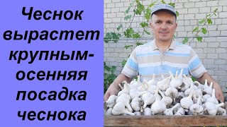 Чеснок, посаженый ЭТИМ способом, ОЧЕНЬ удивит вас урожаем!