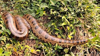 SUCURI GIGANTE APARECEU NA PESCARIA RAIZ , PESCAMOS E FIZEMOS PEIXE FRITO NA BEIRA DO RIO/PESCARIA.