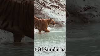 sundarban tiger safari #tigersundarban#trendingvideo#sundarban#shorts #shortvideo youtube video