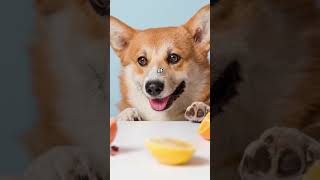 Alimentos PELIGROSOS que los PERROS No Pueden Comer #shorts