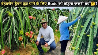 Importance of Bud thinning in Dragon Fruit Farming #dragon_fruit #pitaya