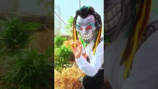 Open Thailand weed shop on Phuket island #cannabis #thai #ganja #legal #darkhustler