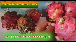 INILAH KELEBIHAN BUAH NAGA MENGGUNAKAN TEKNOLOGI MODERN