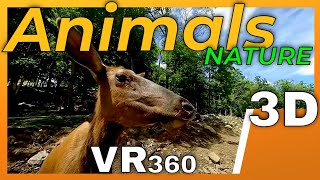 VR180 3D 4K | Animals in virtual reality | Nature Space in VR