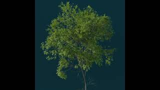 Forestation animation leaves