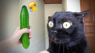 Try Not To Laugh Challenge😉Funny and Cute CAT Videos Compilation 2024😹🐕