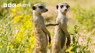 What's it Like to be a Meerkat? | Animals With Cameras | BBC Earth