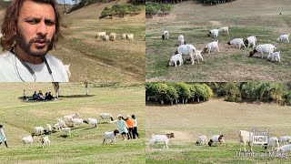 Biggest goats grazing farm in the middle of mountains | Saanen & boar goat breeds | Massive grazing