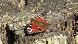 Motyl w parku, Starachowice, 01.05.2019 r. (1 z 2)