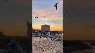 ESSAOUIRA SUNSET LOVERS