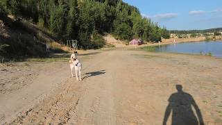 Нападение собаки взгляд со стороны обороняющегося.