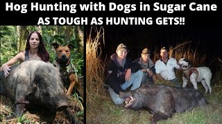 Wild Boar Hunting with dogs in Queensland Sugar Cane. Some of the hardest hunting going!