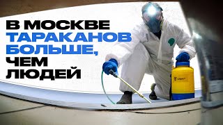 Как не пустить насекомых в дом? Дезинсектор о клопах, тараканах и опасностях похода в гости