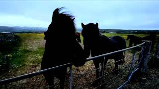 Icelandic amazing horses 7.July midnight so rather dark  🇮🇸