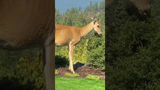 Deer in the backyard