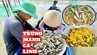 Trúng Đậm Mẻ Cá Linh • Mùa Này Về Đồng Tháp Ăn Cá Linh Mệt Nghỉ | Bông Lúa Đồng Tháp