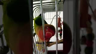 love birds sounds #lovebirds #lovebirdsofinstagram #love_birds