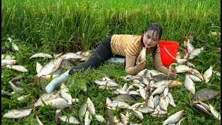 Harvest fish in the fields, cook fish and mushrooms to enjoy with your pets