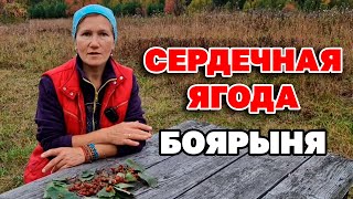 САМАЯ ПОЛЕЗНАЯ ДЛЯ СЕРДЦА ЯГОДА ДЛЯ ЗДОРОВЬЯ И ДОЛГОЛЕТИЯ БОЯРЫШНИК@natureMarusya