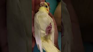 Cute little cockatiel lying on hand #cockatiel #cute #cutebaby #b4birds #cutenessoverload #chick