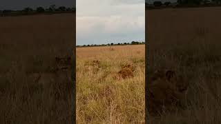 Lions just resting peacefully as they enjoy the morning sunrise. #nature #animal #lions #shorts