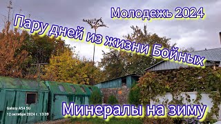 Минеральная подкормка для голубей своими руками. Пару дней Молодёжь 2024. #голуби #голубеводство