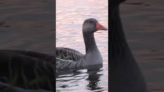 Cutest Duck Floating Around A Lake 🦆🦆🦆 Subscribe for more🙏😃 #duck #lake #nature