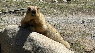 Cute and Chubby Himalayan Marmot: Too Adorable to Handle!