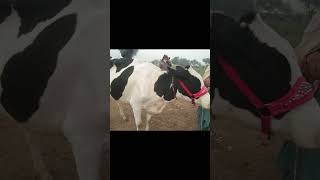 Pure Australian Friesian Cow with cute calf #livestockpakistan #viral #shorts #trending #cow2024