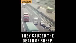 The sheep caused a big accident. #Accident  #Sheep #accidentnews #automobile