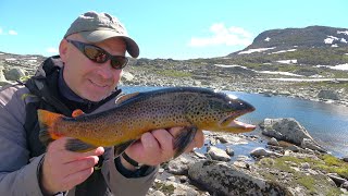 Spinnerfiske etter grom fjellørret