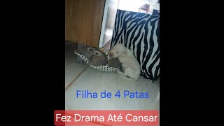 Filha de 4 Patas, Não Gosta de Ficar Sozinha. Olha o Drama.