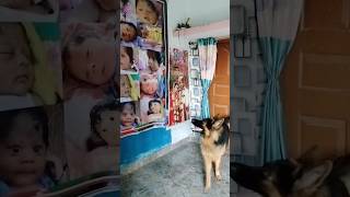 Baby Image and German Shepherd Reaction #animaldog #gsd #dogbreeds