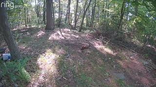 Baby deers and mom walking around in the woods, nature at its finest 🦌