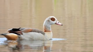 Egyptian Geese, Burtle   4K