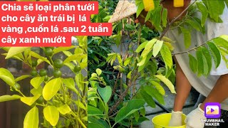 Chia sẽ loại phân trị cuốn lá .lá bị vàng ,cho cây ăn trái trong chậu sau 2 tuần tưới lá xanh mướt.