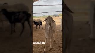 Mashallah Nayab Sudani dumba @CowLovers6390 #sudani #viral #trendingshort #youtube