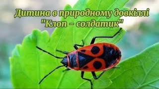 Дитина в природному довкіллі "Клоп-солдатик"