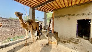 Mustard oil extraction with camel || old Desi technology in Punjab #camel #desilife