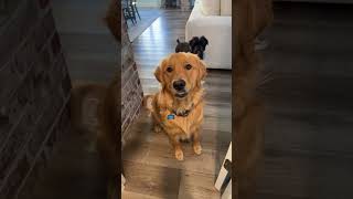 Sometimes my lips get stuck on my teefs! #dog #goldenretriever #yourdog #viral #puppy #teef