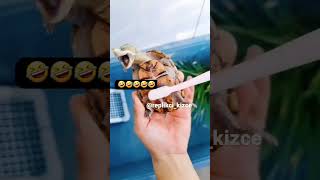 🤣Just Look at that😯😇🤣 | Funny animals clips🐢 | #shorts #funny #animal #amazing #animallover