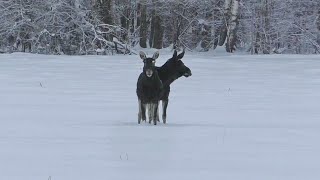 Охота, лучшее за сезон. Лось, кабан, медведь. Встреча в лесу.