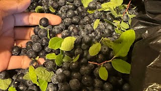 It’s free to pick - Alaska Wild Blueberries