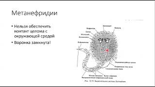 9-2. Зоология беспозвоночных, О.Воробьева, Н.Мельников, 15.01.2022 (часть 3)